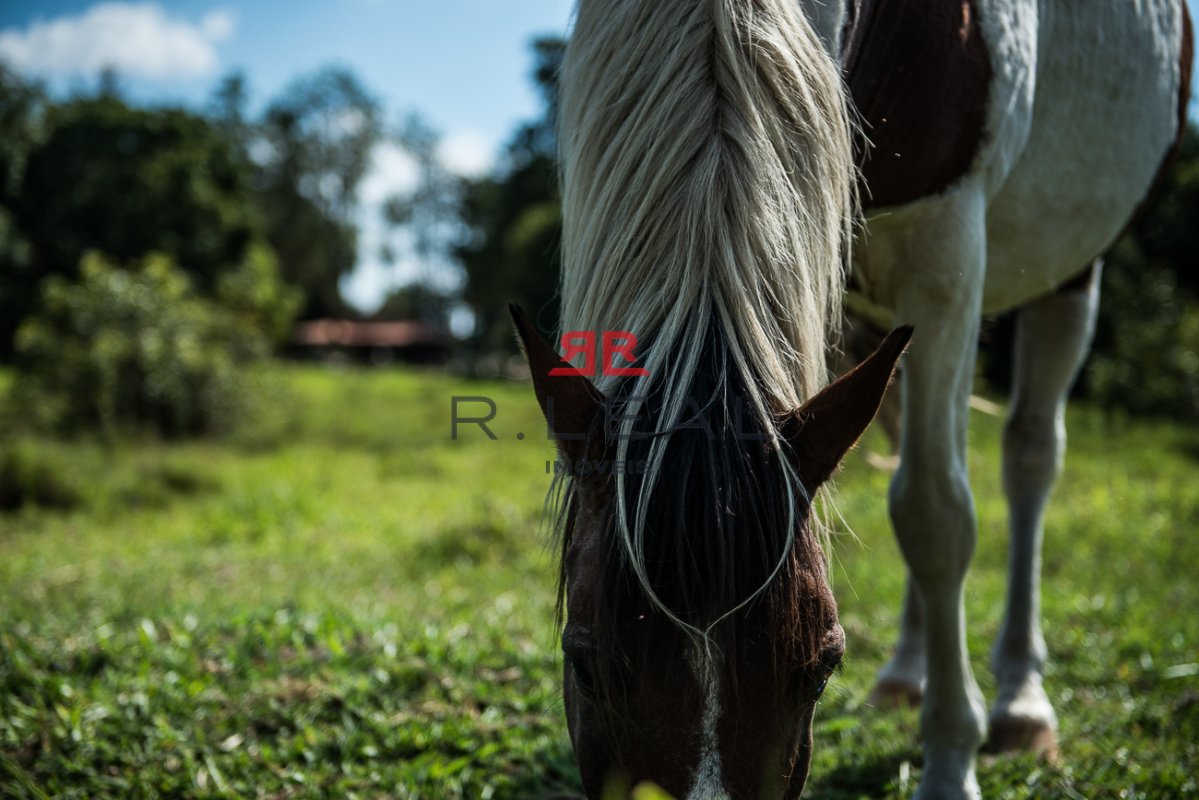Fazenda, 9228 hectares - Foto 19