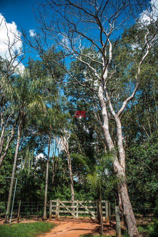 Fazenda, 9228 hectares - Foto 4